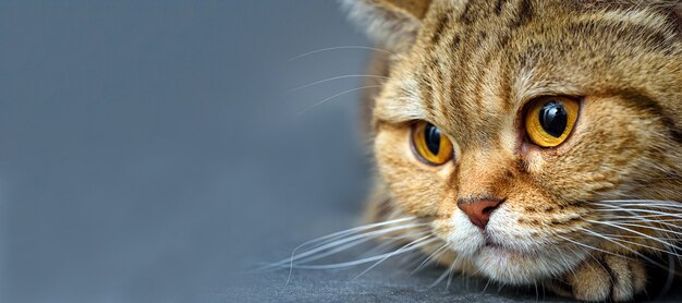 Bengaalse kat op een tafel