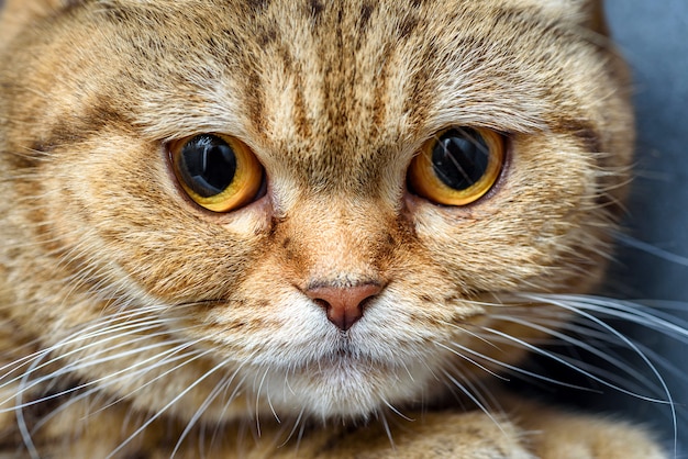 Bengaalse kat op een tafel