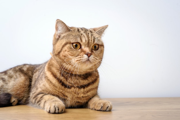 Bengaalse kat op een tafel