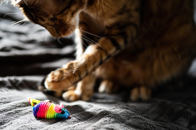 Foto bengaalse kat speelt met een regenboog speelgoed muis close-up van zachte kattenpootjes die met muis spelen