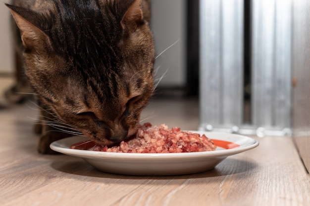 Bengaalse kat staat naast een kom met gehakt en eet het op. Het huisdier van het huis eet fijngehakt vlees.