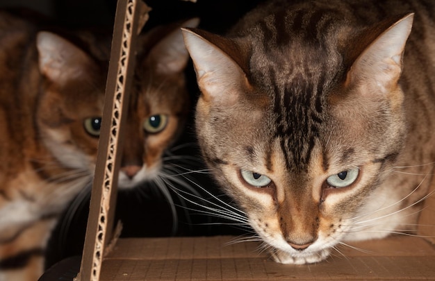 Bengaalse kat tuurt door kartonnen doos