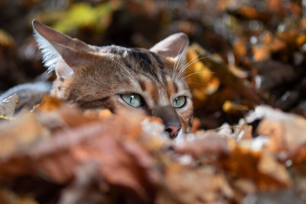 Bengaalse kat verstopte zich in de gevallen bladeren in het bos Een Bengaalse kat met groene ogen ligt op de loer Close-up portret