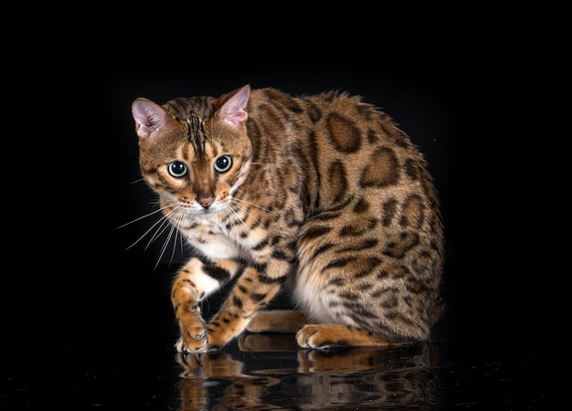 Bengaalse kat voor zwarte achtergrond