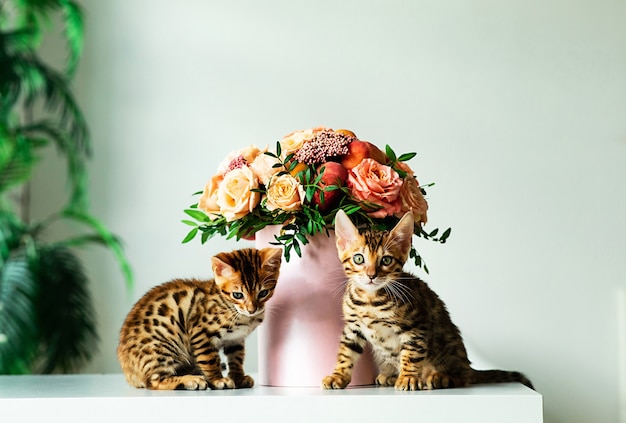 Bengaalse kittens zittend op een witte tafel in het interieur