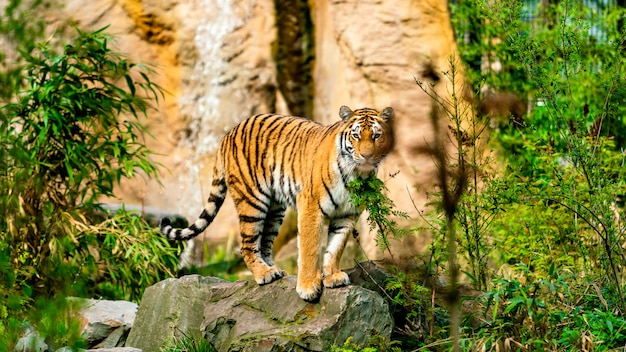 Bengaalse tijger in de natuur