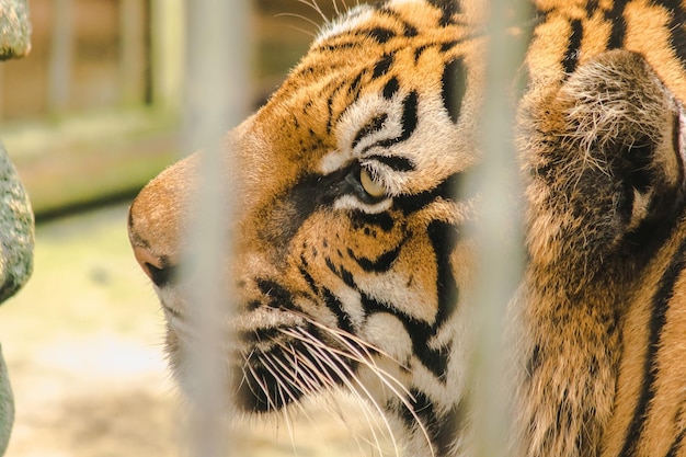 Bengaalse tijger in een ijzeren kooixaxa