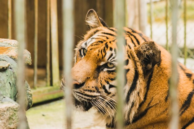 Bengaalse tijger in een ijzeren kooixAxA