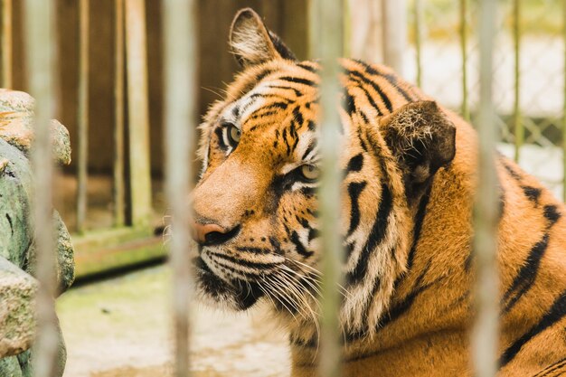 Bengaalse tijger in een ijzeren kooixAxA