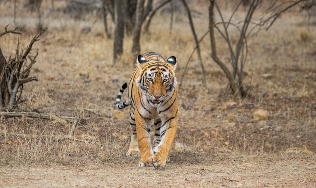 Bengaalse tijger in ranthambore national park. india.