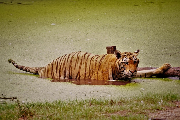 Foto bengaalse tijger ontspant in een meer