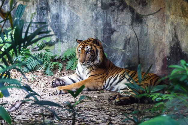 Bengaalse tijger rusten en staren met zijn groene ogen in de dierentuin.