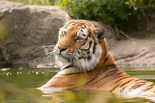 Bengaalse tijger tot in water met zijn hoofd omhoog