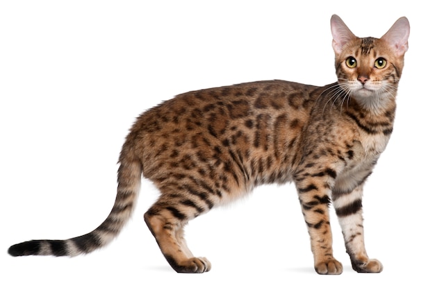 Bengal cat, 7 months old, standing