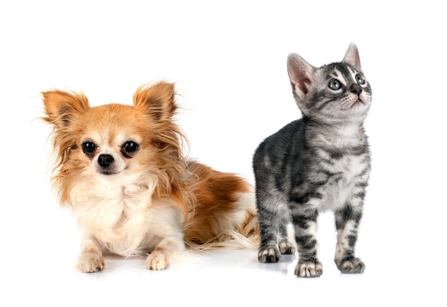 Bengal cat and chihuahua in front of white background