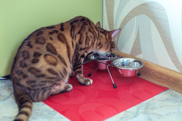 Bengal cat eats fresh food from metal bowl on red mat