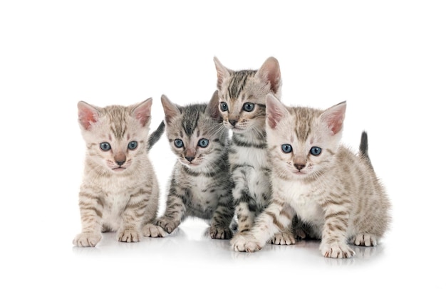 Bengal cat family in front of white background