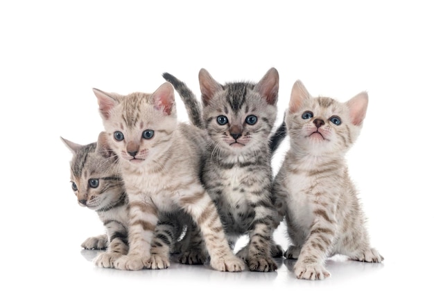 Photo bengal cat family in front of white background