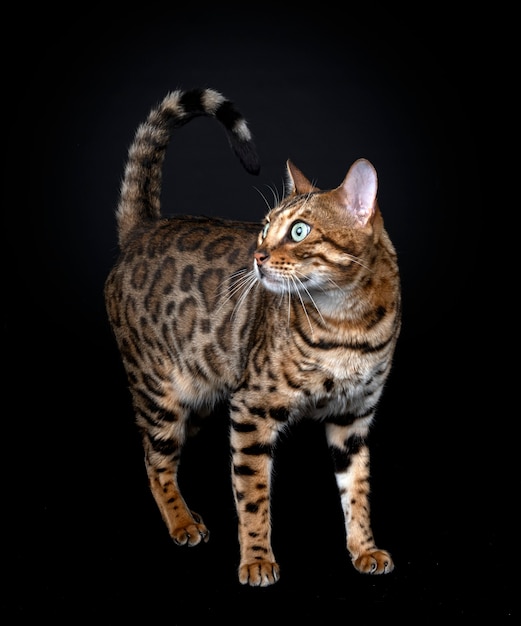 Bengal cat in front of black background