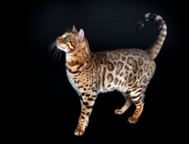 Bengal cat in front of black background