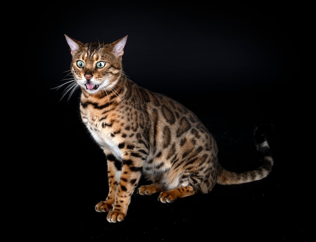 Bengal cat in front of black background