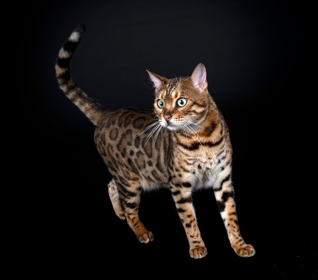 Bengal cat in front of black background