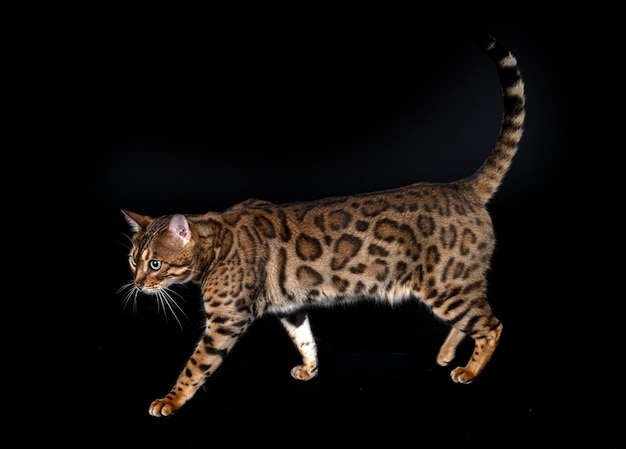 Bengal cat in front of black wall