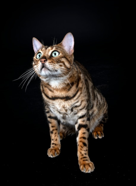 Bengal cat in front of black wall