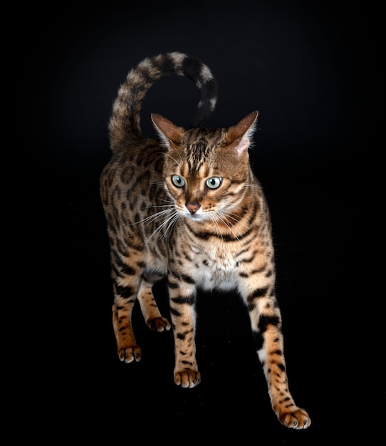 Bengal cat in front of black wall