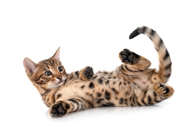 bengal cat in front of white background