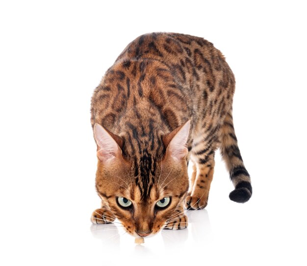 Bengal cat in front of white background