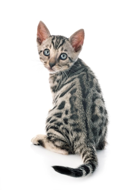 Bengal cat in front of white background