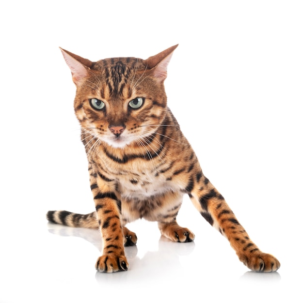 Bengal cat in front of white background