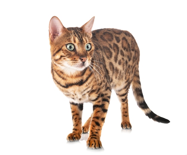 Bengal cat in front of white background