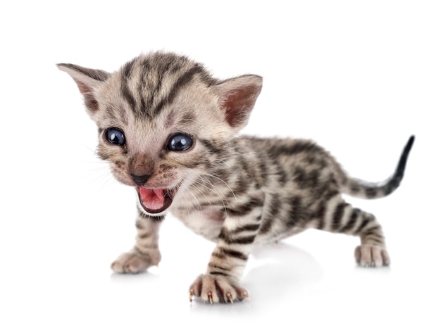 Bengal cat in front of white background