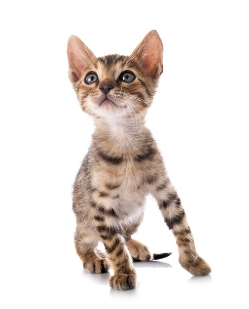 Bengal cat in front of white background