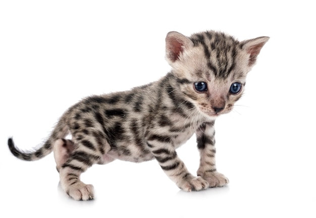 Bengal cat in front of white background