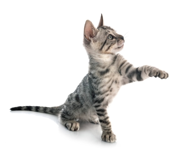 Bengal cat in front of white background