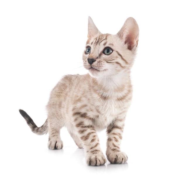 Bengal cat in front of white background