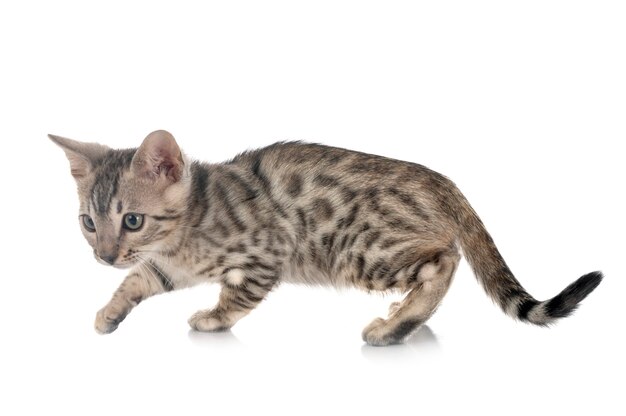 Bengal cat in front of white background