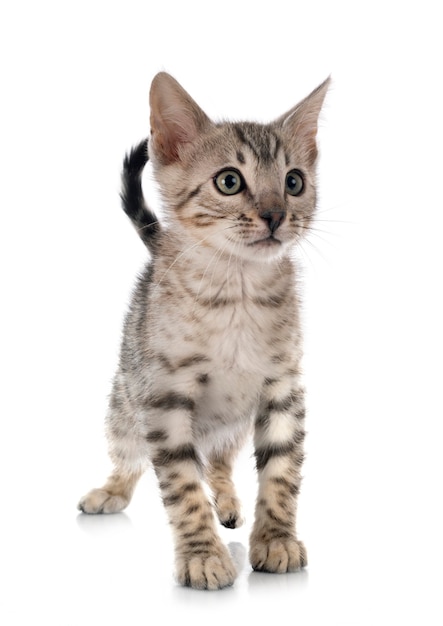 Bengal cat in front of white background