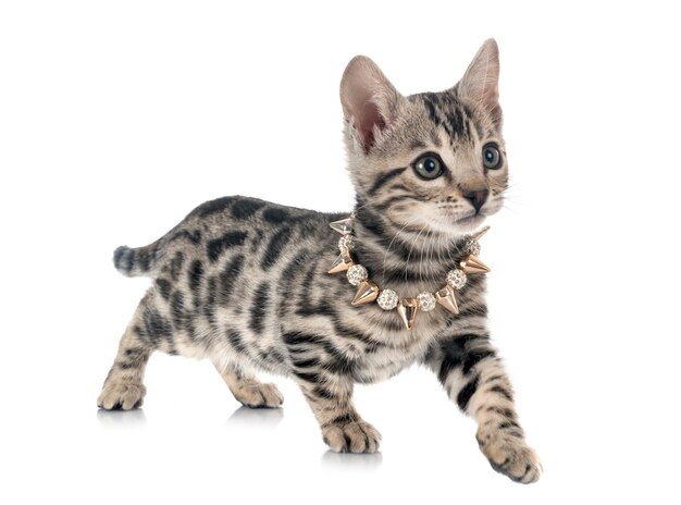 Bengal cat in front of white background