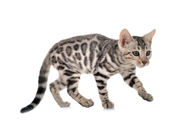 Bengal cat in front of white background