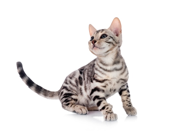 Bengal cat in front of white background