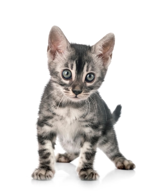 Bengal cat in front of white background