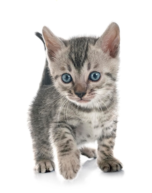 Bengal cat in front of white background