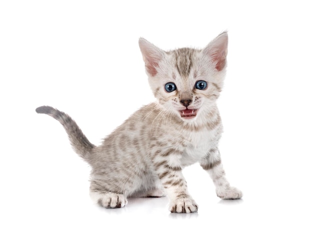 Bengal cat in front of white background