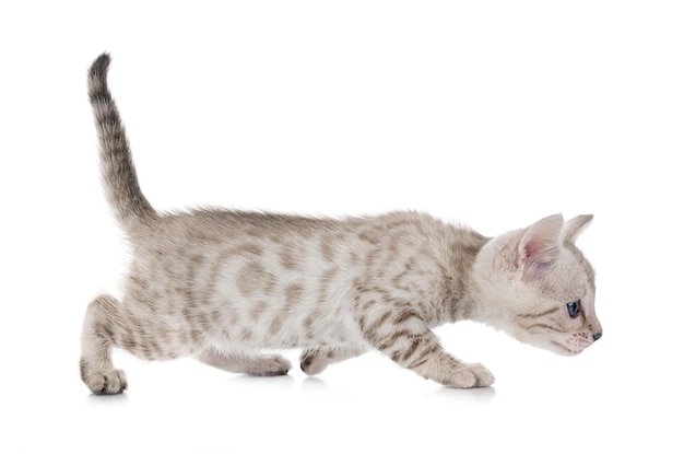 Bengal cat in front of white background