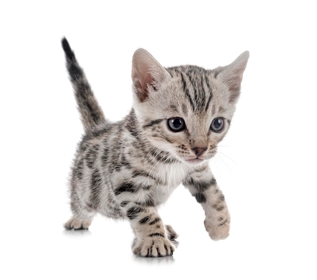 Bengal cat in front of white background