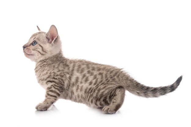 Bengal cat in front of white background